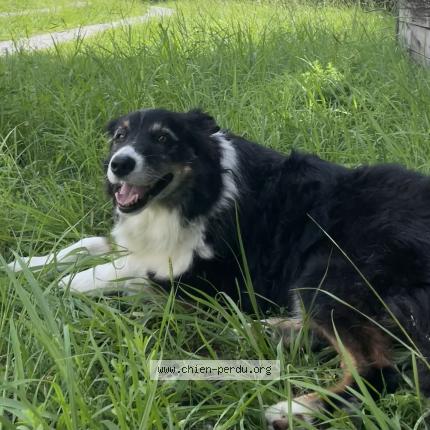 Photo de chien perdu à Launaguet