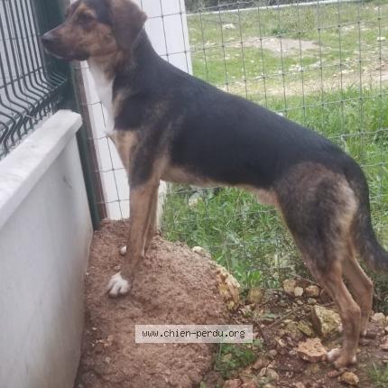 Photo 1/1 Gasper Chien perdu à Remoulins