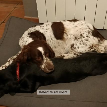 Photo 1/1 Chien retrouvé Perdu à Meunet sur vatan