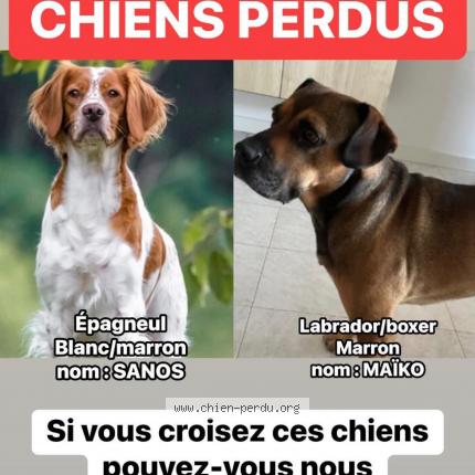 Photo de chien perdu à Garganvilar