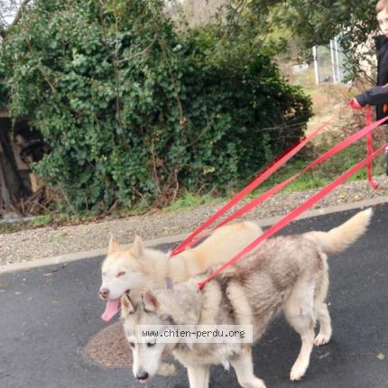 Photo de chien trouvé à Arthes