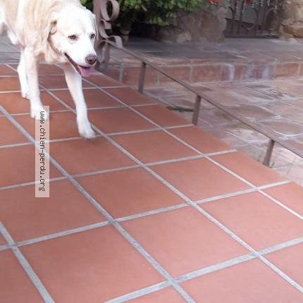 Photo 1/1 Chien retrouvé Trouvé à Salses le chateau