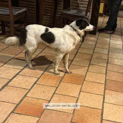 Photo 1/2 Chien retrouvé Trouvé à Pouy roquelaure