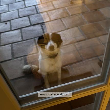 Photo 2/2 Chien retrouvé Trouvé à Pouy roquelaure