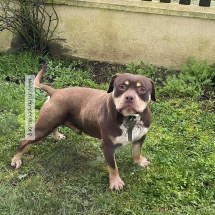 Photo de chien trouvé à St Hilaire Le Vouhis