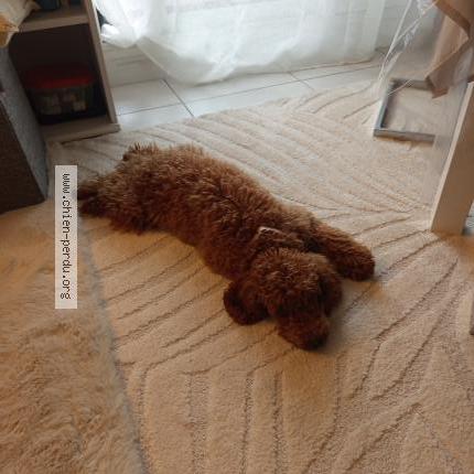 Photo de chien perdu à 33310 Lormont