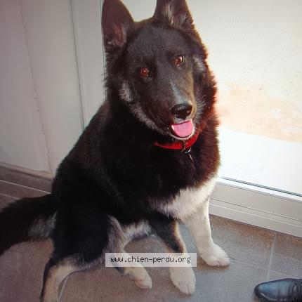 Photo 1/1 Chien retrouvé Perdu à Pignan