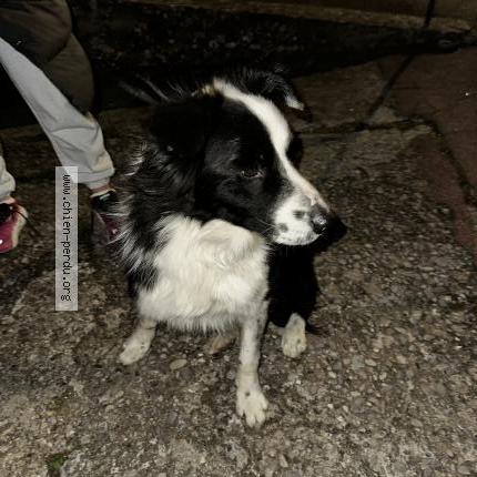 Photo de chien trouvé à Baix