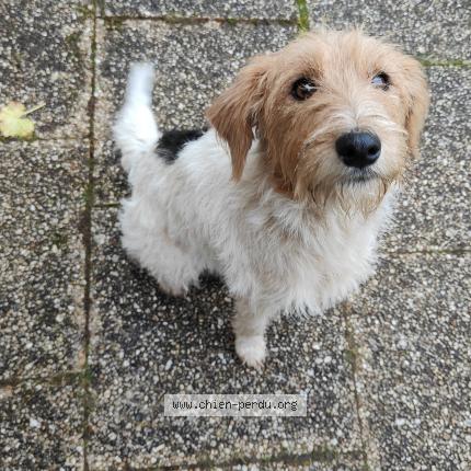 Photo de chien trouvé à Bourgeuil