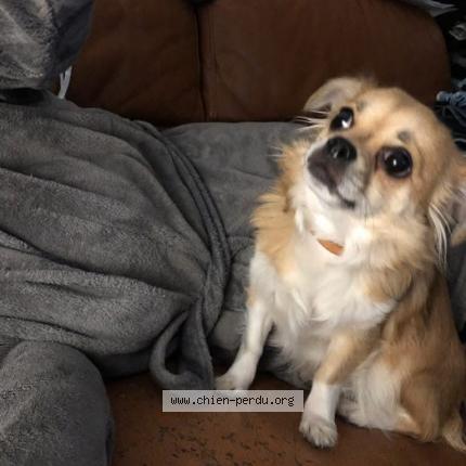 Photo de chien perdu à Reims