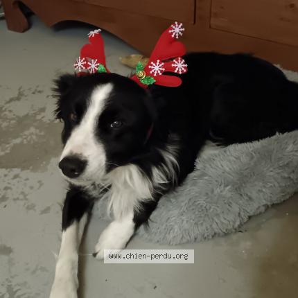 Photo de chien perdu à Valserhone