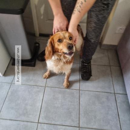 Photo 1/1 Chien retrouvé Trouvé à Casteljaloux