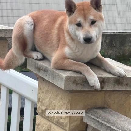 Photo 1/1 Chien retrouvé Perdu à Montfavet