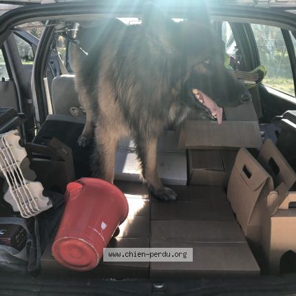 Photo de chien trouvé à Montfavet