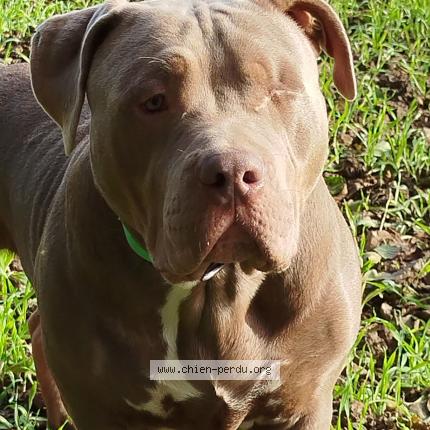 Photo 1/1 Chien retrouvé Perdu à Bourth