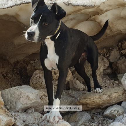 Photo 1/1 Chien retrouvé Perdu à Andon