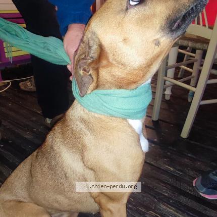 Photo de chien trouvé à Adissan