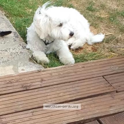 Photo 1/1 Chien retrouvé Perdu à Corbas c