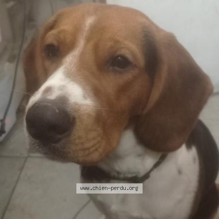 Photo de chien perdu à Gradignan