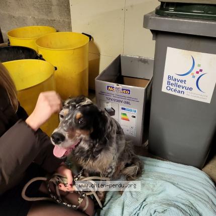 Photo 1/2 Chien retrouvé Trouvé à Merlevenez