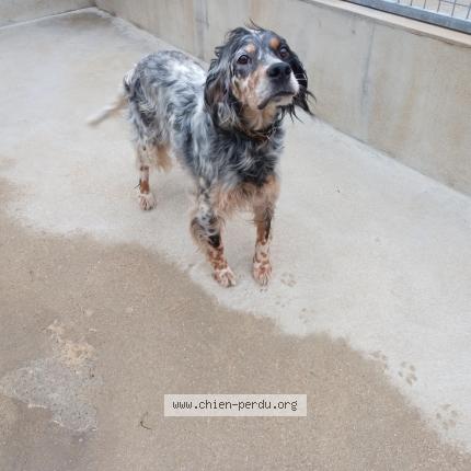 Photo 2/2 Chien retrouvé Trouvé à Merlevenez