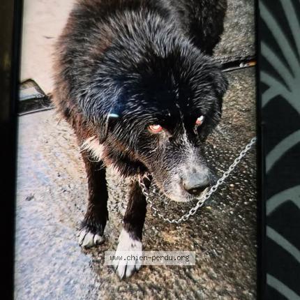 Photo de chien perdu à Bages