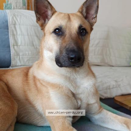 Photo 1/2 Chien retrouvé Perdu à Sollies pont