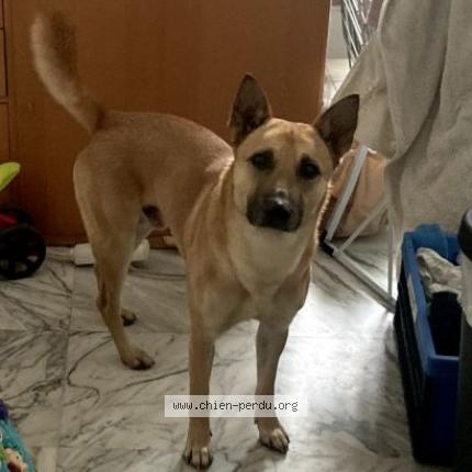 Photo 2/2 Chien retrouvé Perdu à Sollies pont