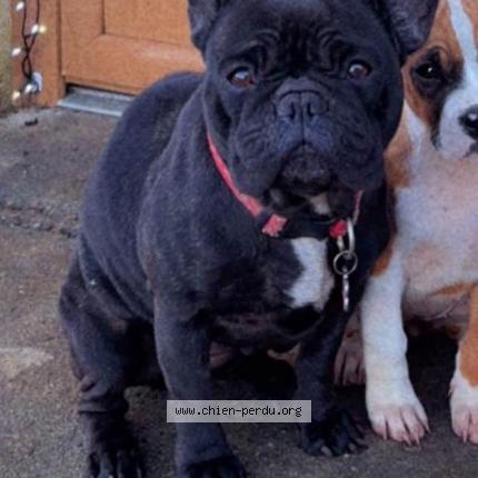 Photo 1/1 Chien retrouvé Perdu à Val de virvee