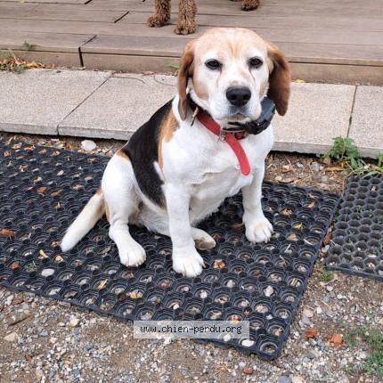 Photo de chien perdu à Anneyron