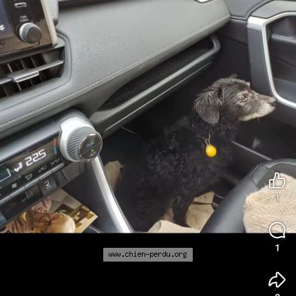 Photo de chien trouvé à Limours