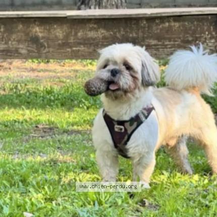 Photo de chien perdu à Marseille