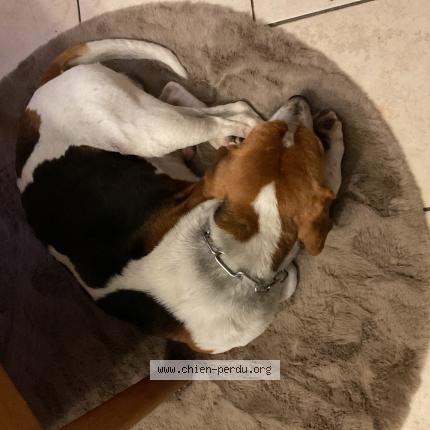 Photo de chien trouvé à Saint Jean La Vetre