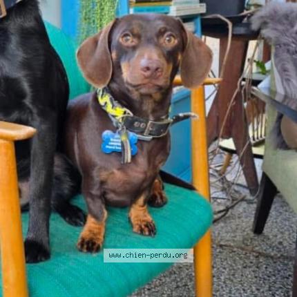 Photo 1/1 Chien retrouvé Perdu à Criquetot sur longueville