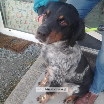 Photo de chien trouvé à Taugon