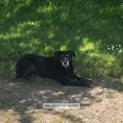 Photo 1/1 Chien retrouvé Perdu à Saint planchers