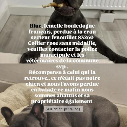 Photo de chien perdu à La Crau