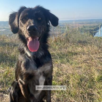 Photo 1/2 Chien retrouvé Perdu à Aiguillon