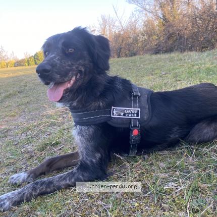 Photo 2/2 Chien retrouvé Perdu à Aiguillon