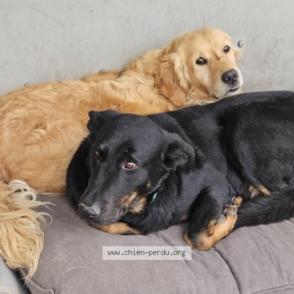 Photo 1/2 Chien retrouvé Perdu à Toulouse