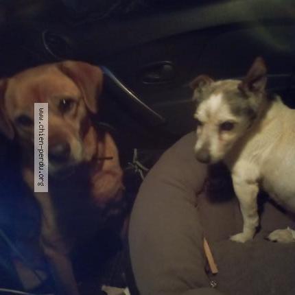 Photo 1/1 Chien retrouvé Perdu à Sausset les pins