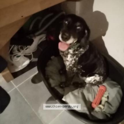 Photo 1/1 Chien retrouvé Perdu à Coutances