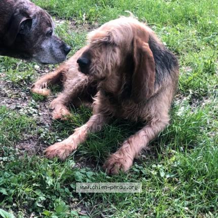 Photo 1/1 Chien retrouvé Perdu à Rochechouart