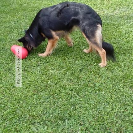 Photo 1/1 Chien retrouvé Perdu à Chatelmontagne