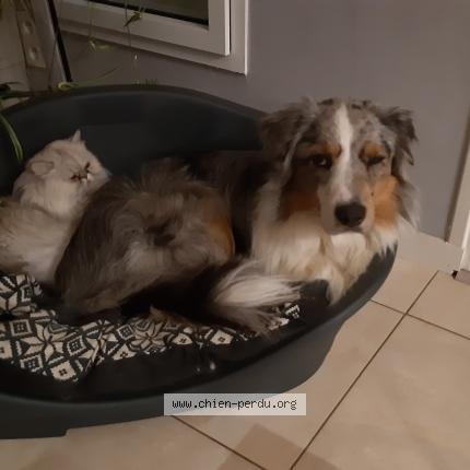 Photo de chien perdu à Bretignolles