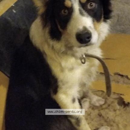 Photo de chien trouvé à Trie Sur Baise