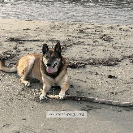 Photo 1/1 Chien retrouvé Perdu à Querciolelo
