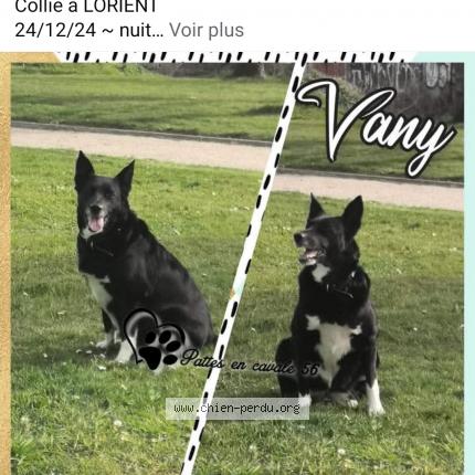 Photo 1/1 Chien retrouvé Perdu à Lorient