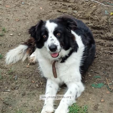 Photo 1/1 Chien retrouvé Perdu à Merville