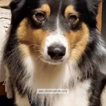 Photo 1/1 Chien retrouvé Perdu à Bailleul neuville